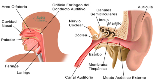 Otorrinolaringología