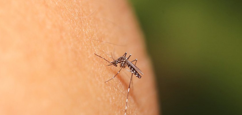 zika-vírus-840x400